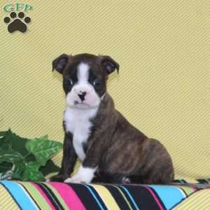 Dakota, Boston Terrier Puppy